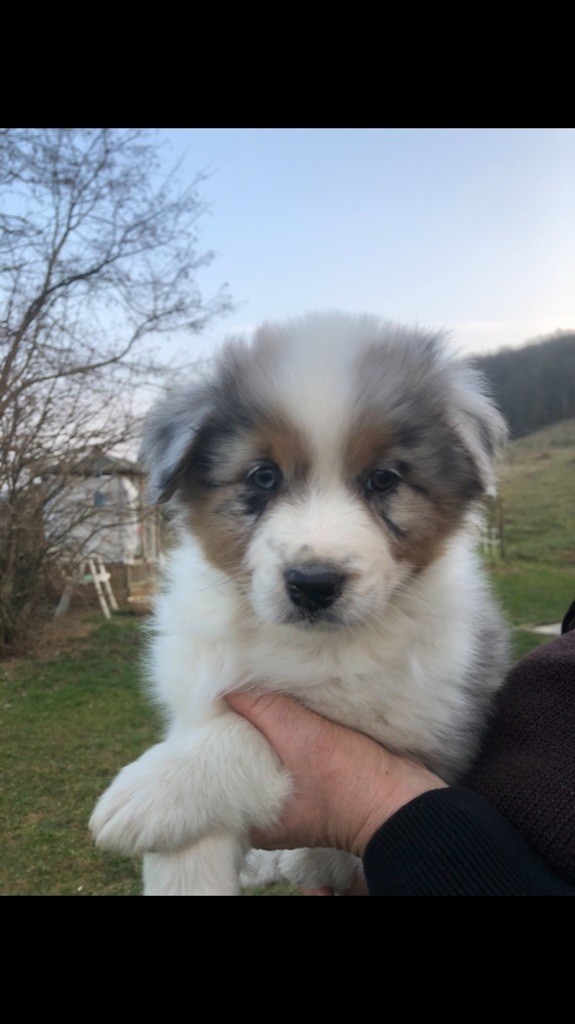 chiot Berger Australien Des Loulous De Nanou