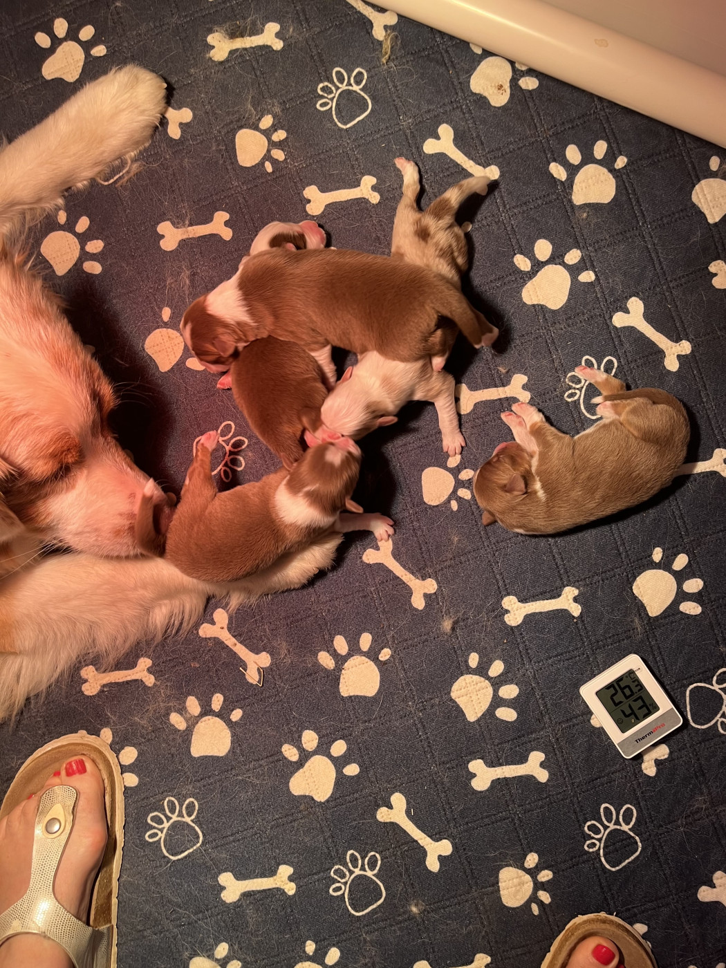 Chiot Berger Australien Des Loulous De Nanou