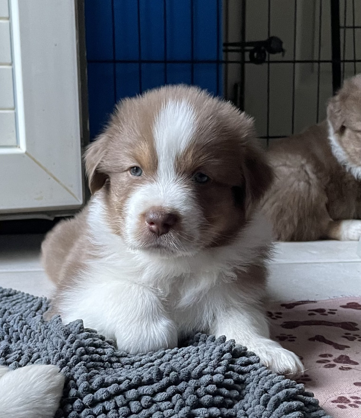 Des Loulous De Nanou - Chiots disponibles - Berger Australien