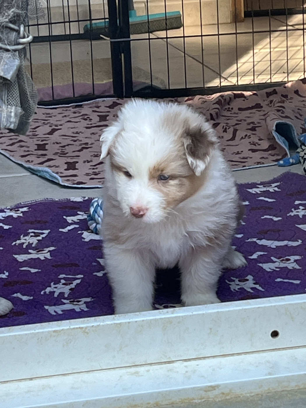 Des Loulous De Nanou - Chiots disponibles - Berger Australien
