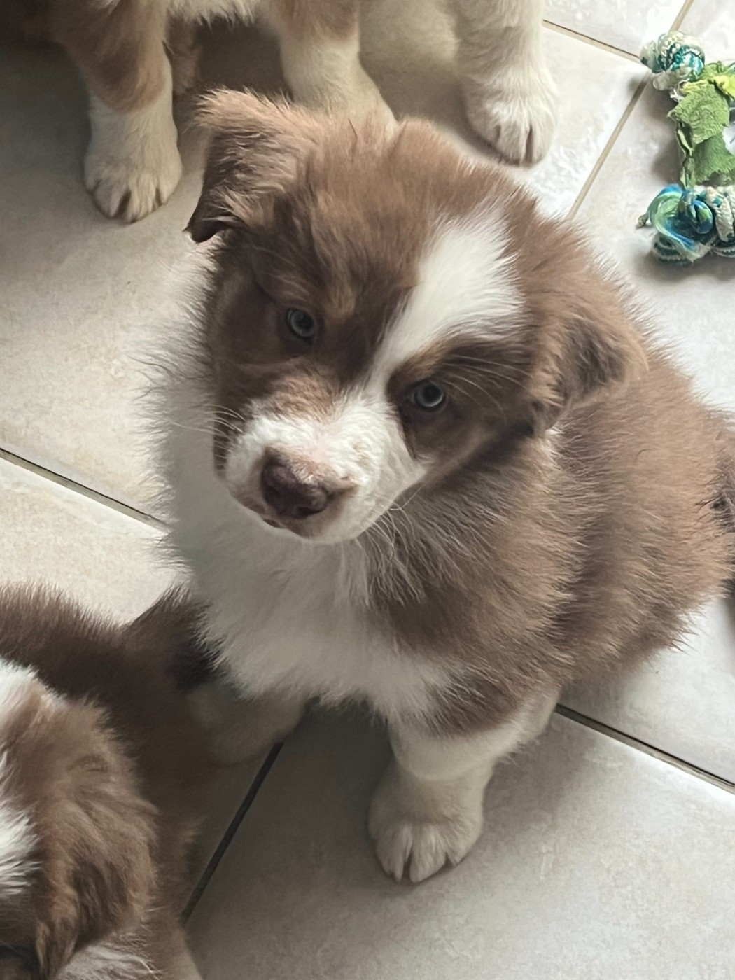 Des Loulous De Nanou - Chiots disponibles - Berger Australien