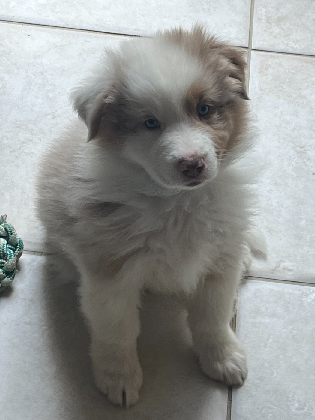 Des Loulous De Nanou - Chiots disponibles - Berger Australien