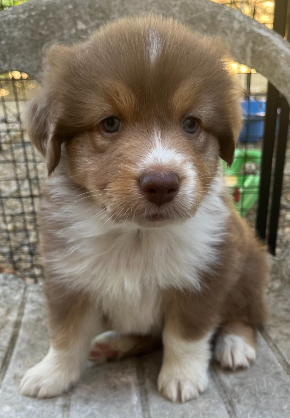 Des Loulous De Nanou - Chiots disponibles - Berger Australien
