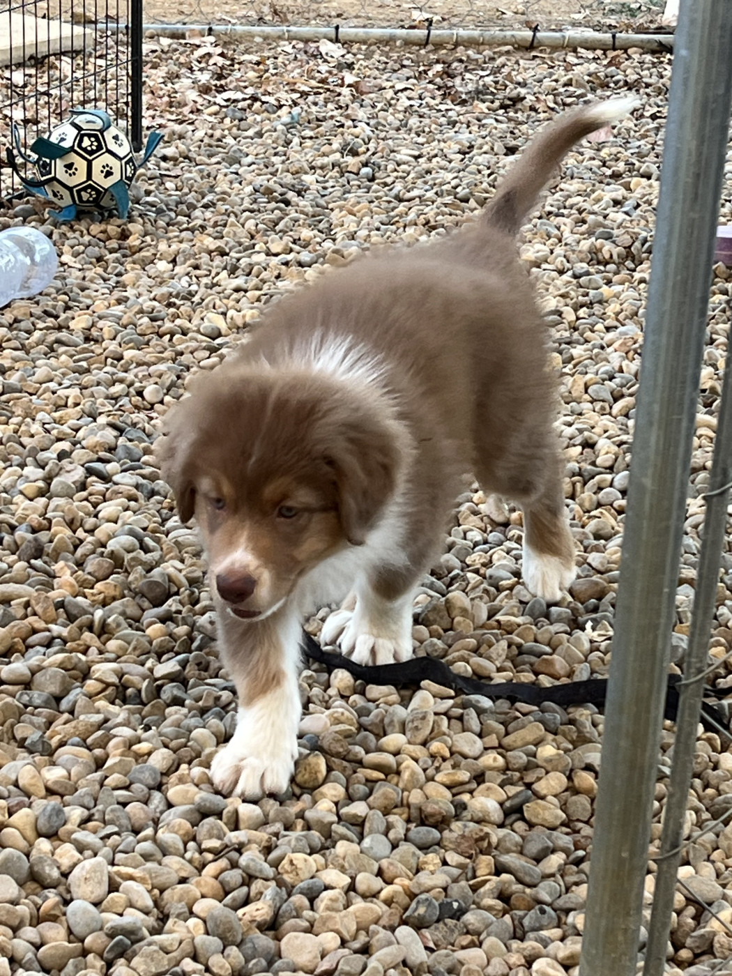 Des Loulous De Nanou - Chiots disponibles - Berger Australien