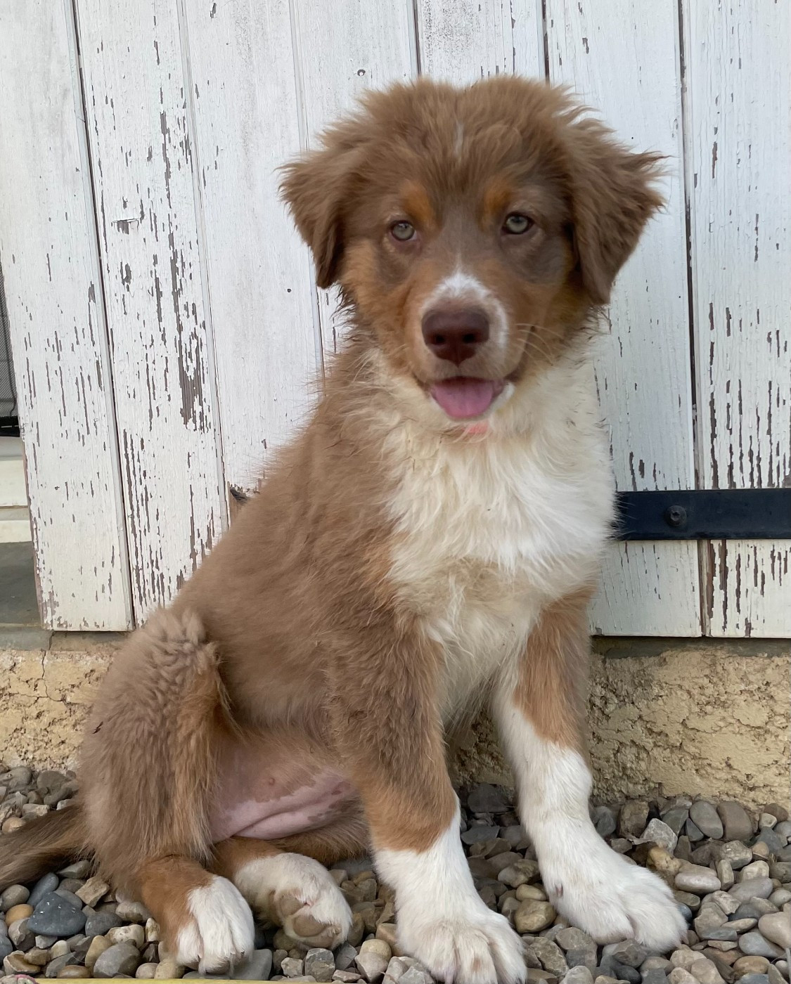 Des Loulous De Nanou - Chiots disponibles - Berger Australien